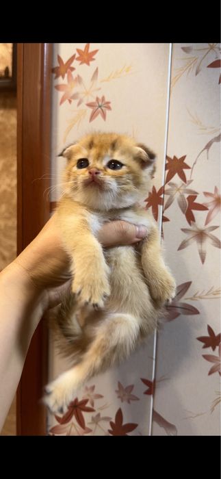 Продаются котята фолд и страйт