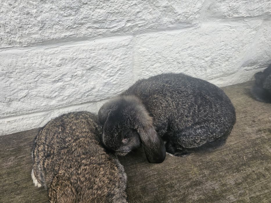 Iepuri berbec german