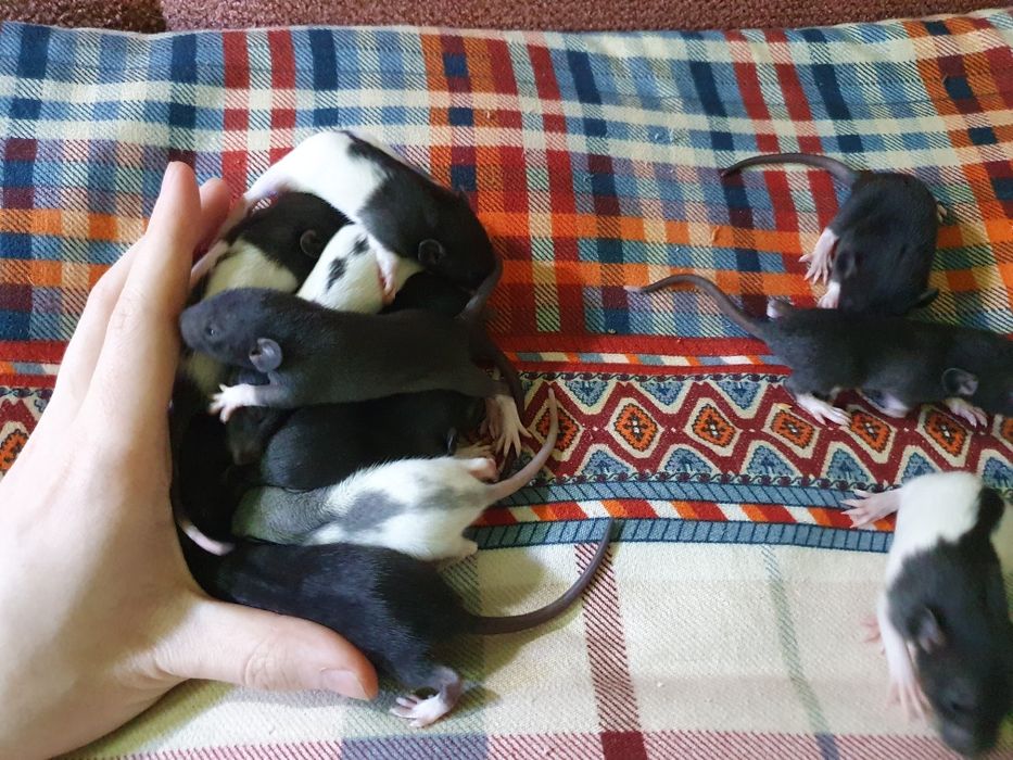 Бронирование и Продажа крысят породы Дамбо