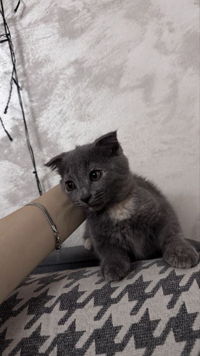 Шотлански И Британец котят