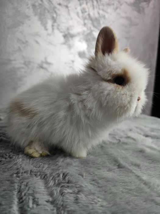 lepurasi din rasa Cap de Leu