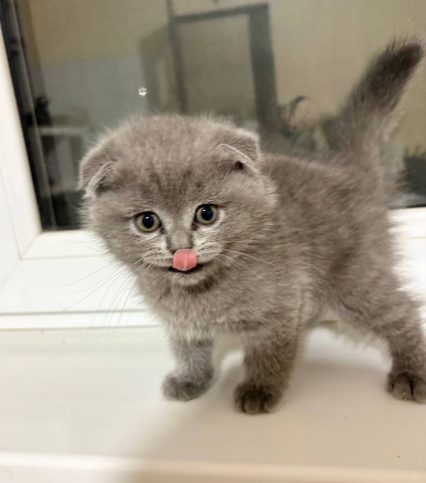 2 малчик 1 девочка