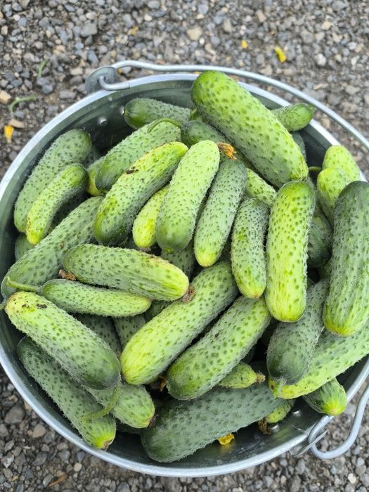 Продам домашние огурцы, не поле!