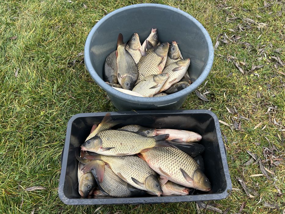 Crap de vanzare 1-2 kg