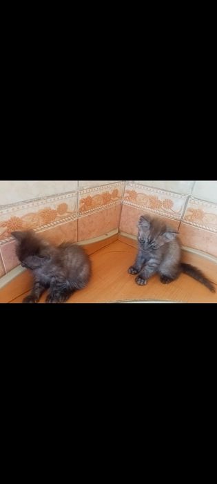 Шотландские котята (голубой дым)
