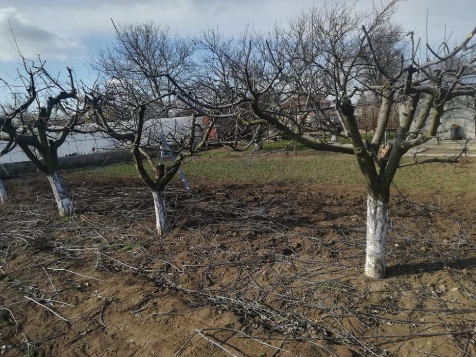 Косене/Рязане/Оформяне/Поддръжка/Почистване/Пръскане