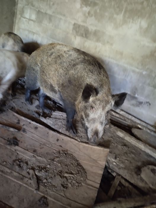 Продам хряка дикий