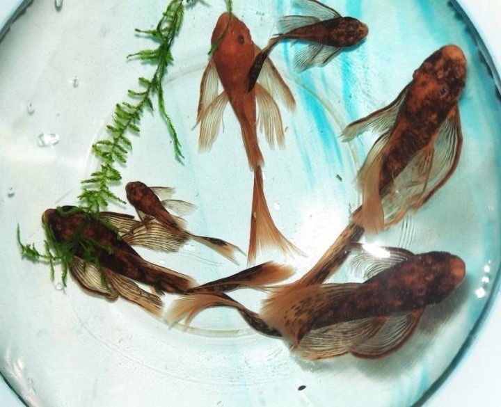 Сомы Lda-016, 10-11 сантиметров.