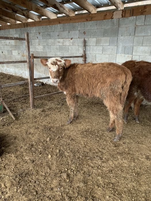 Ұрғашы бұзаулар сатылады