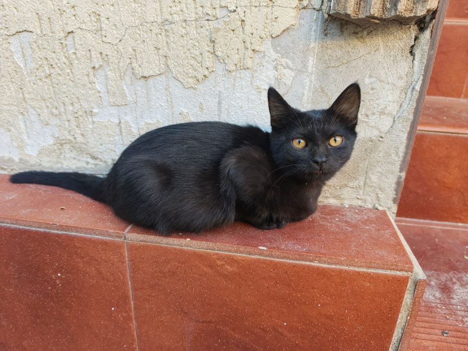 Котята беслпатно