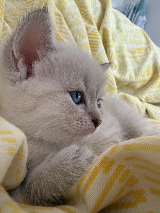 Продам породистого котенка