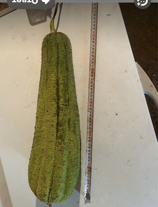 Семена Люффы продам,в наличии