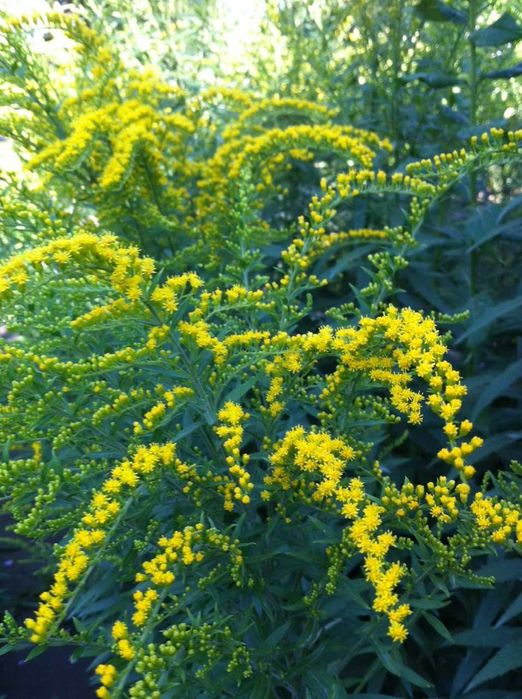 сортовая солидага - золотарник медонос с лимонно желтыми соцветиями