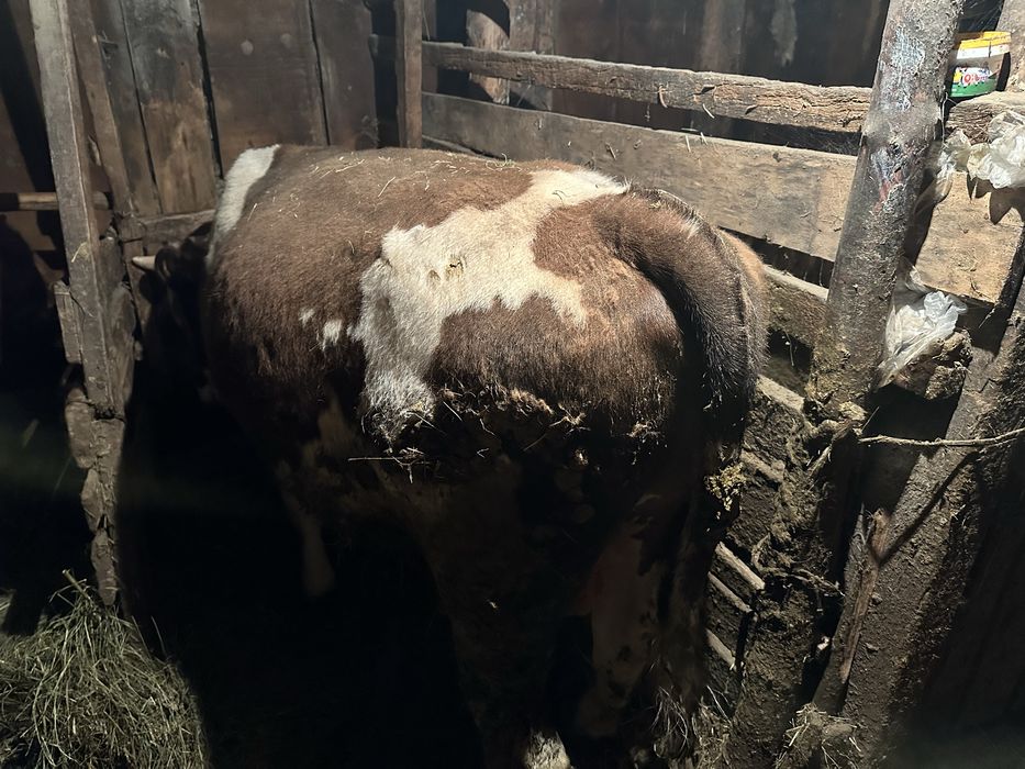 Продам Быка