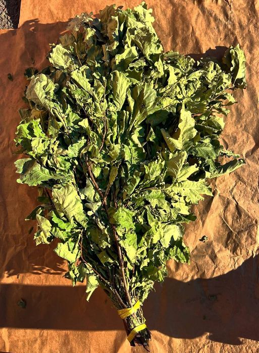 Дубовый веник для сауна