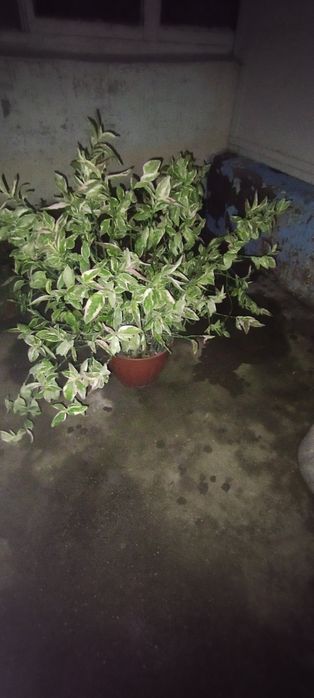 педилантус большой более одного метра
