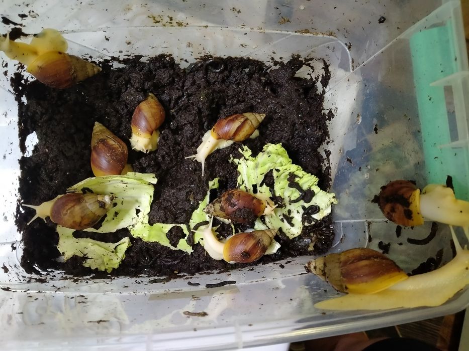 Продам улиток Ахатины