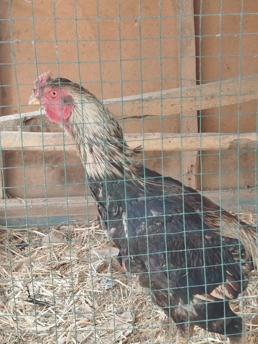 Xuroz boqilgan yaxshi