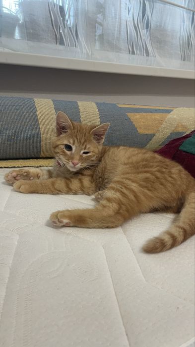 Отдам даром , котенка