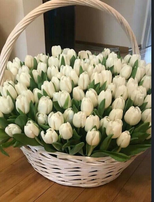 Тюльпаны голандские