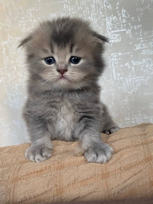 Продам Котята шотландские вислоухие