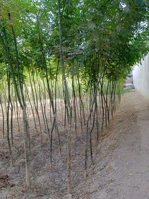 Termizda mevali va manzarali koʻchatlar