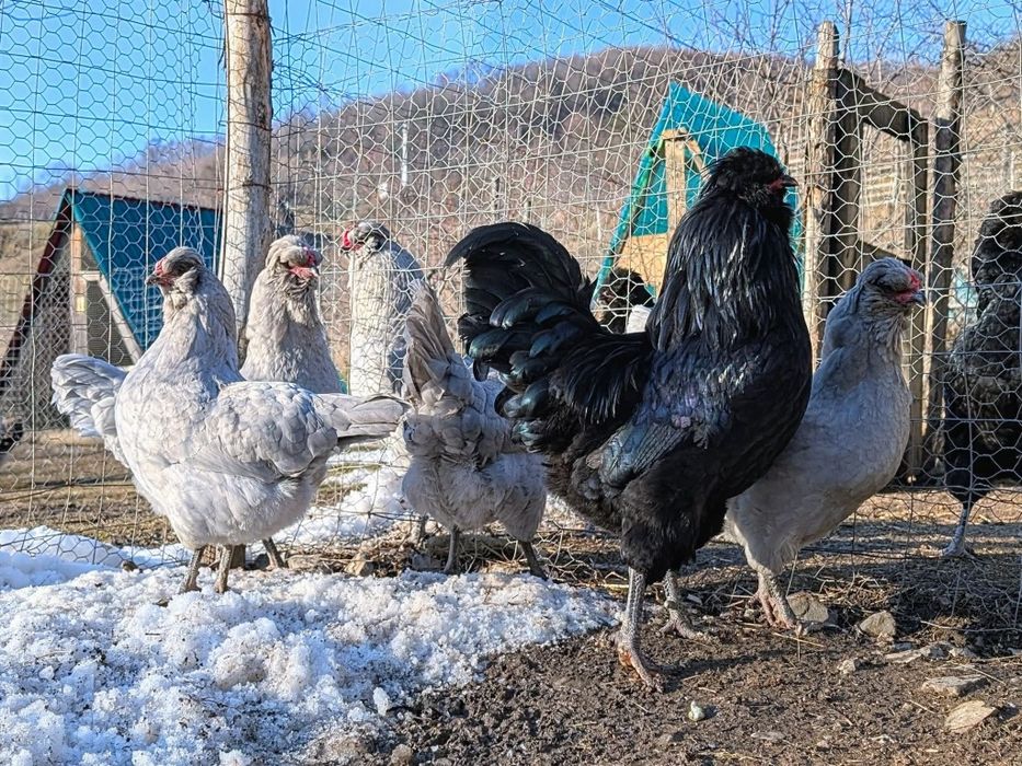 Ouă de incubat rasa Bielefelder / Cream Legbar / Araucana