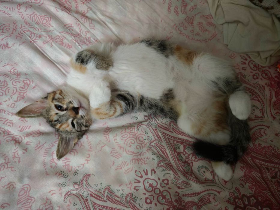Домашно коте търси дом