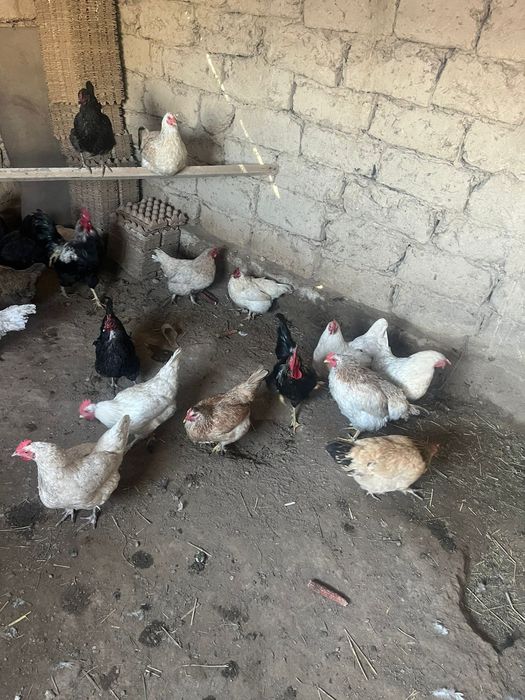 Куры домашние куры