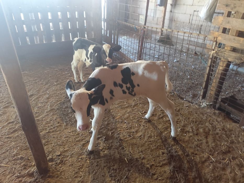 Vitei   Holstein