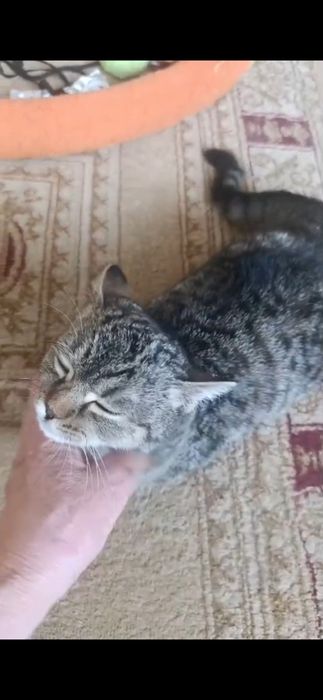 Кошечка в хорошие руки