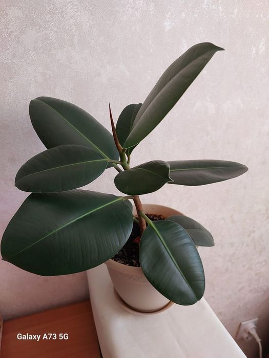 Продам фикус декоративный