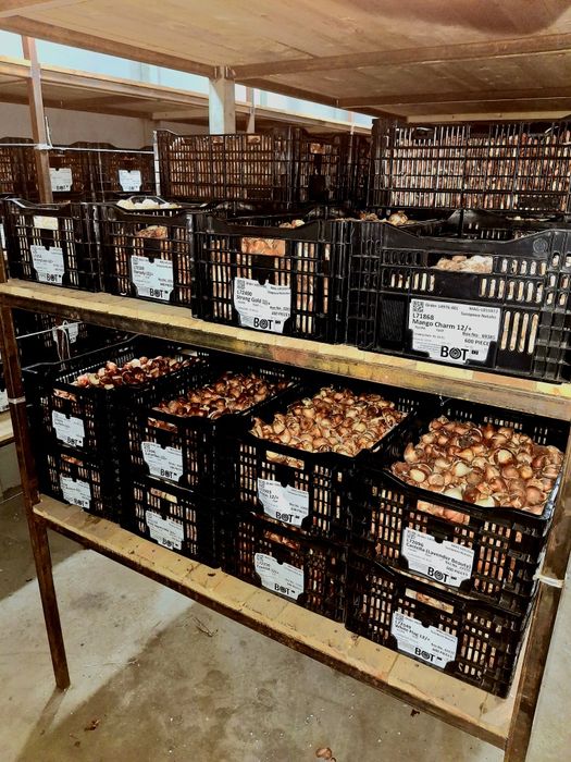 Тюльпаны оптом и в розницу к 8 марта!