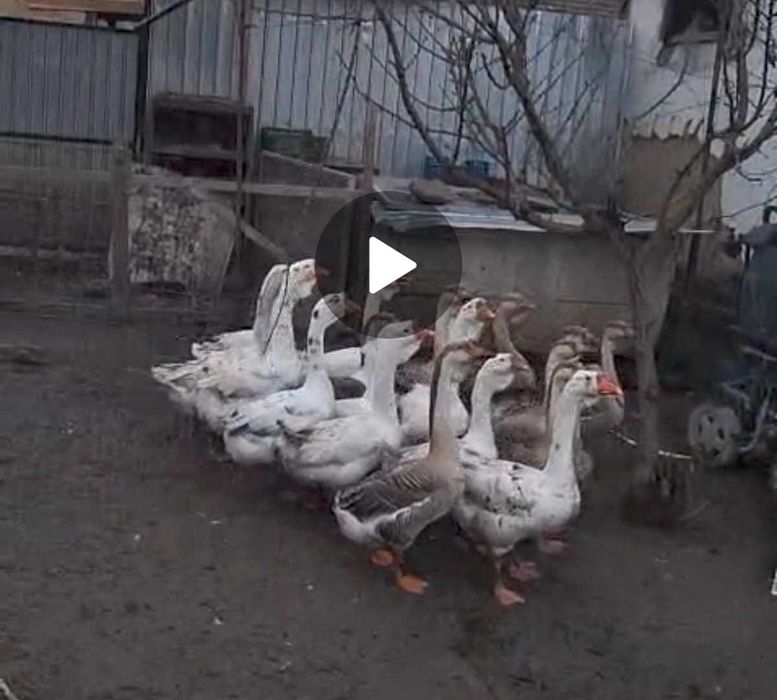 Oua de gâscă Holmogor