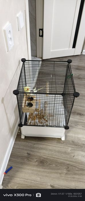 Корелла попугай девочка