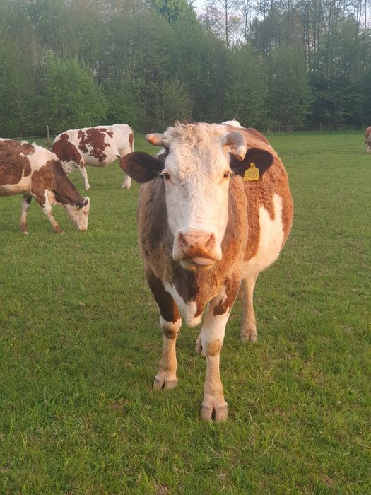 Vaca gestanta, mai are o luna pana la fatare