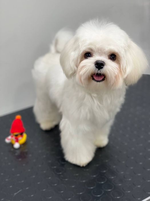 Услуги груминга кошек и собак