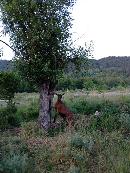 Capre Alpin Franceza / Saanen