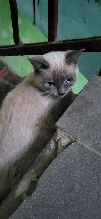 Котик ждёт вас :)