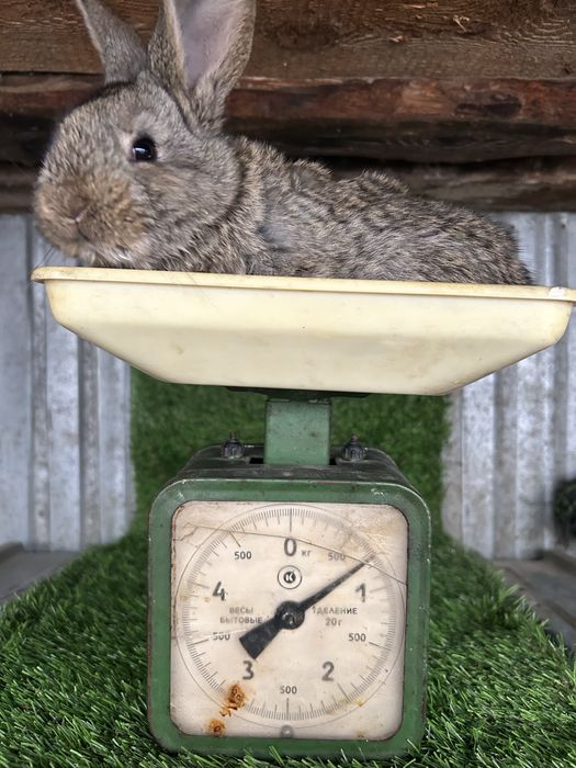 Продам крольчат фландер