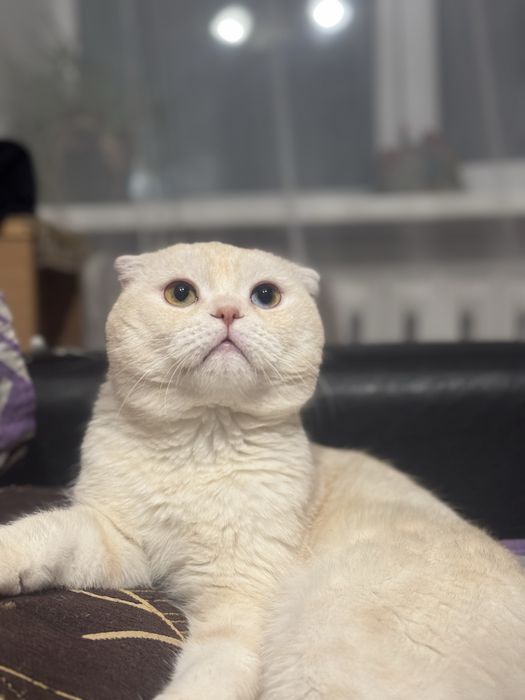 Бронь котят шотландских