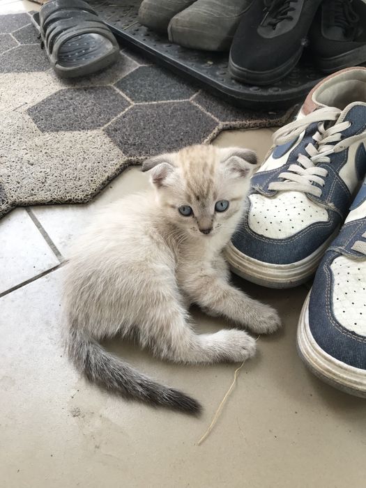 Продам вислоухих котят