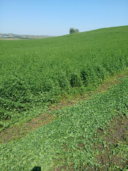 Vând baloți dreptunghiulari de lucernă.