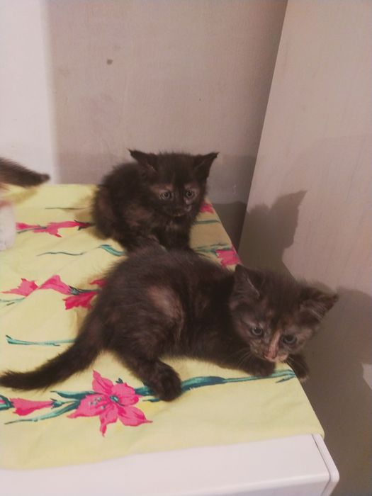 Отдам котят бесплатно