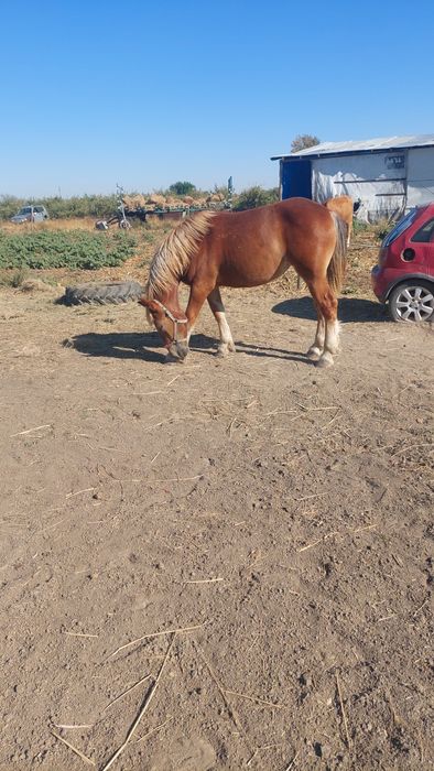 Mînză tînara si cuminte