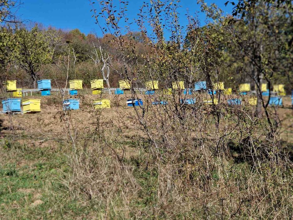 Пчелен билков букет мед Тенекия 25кг