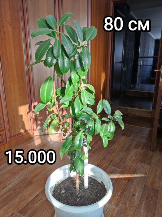 Комнатные растения в офис