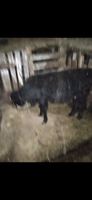 Продам телочку восьми месяцев