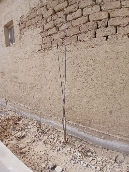 Клён ағаштары бар