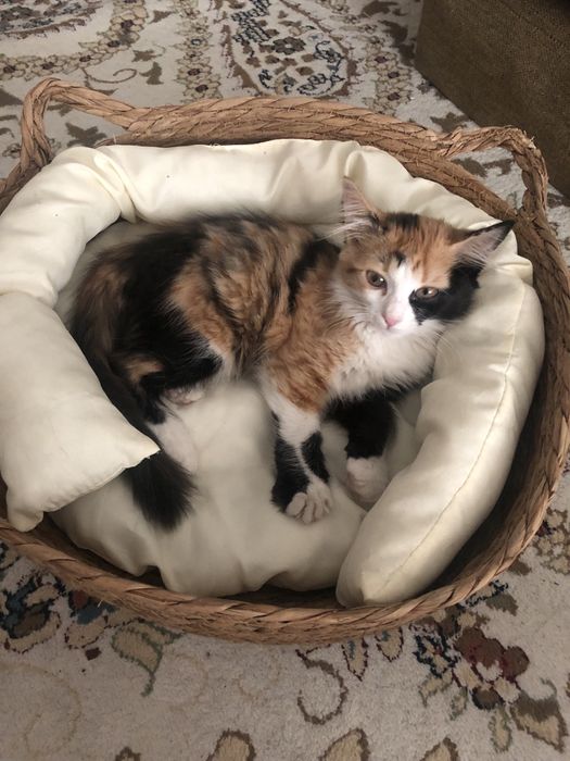 Котёнок девочка 4 месяцев